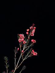 wintersweet with flowers