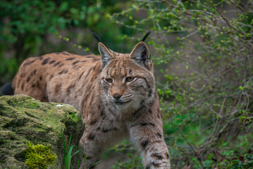 Naklejka na ściany i meble Portrait of a hunting European lynx at the trail in the forest