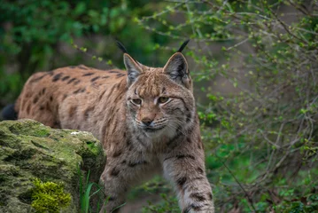 Fotobehang Portrait of a hunting European lynx at the trail in the forest © neurobite