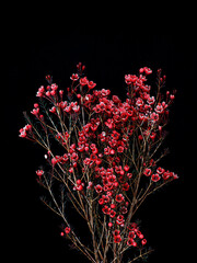 wintersweet with flowers