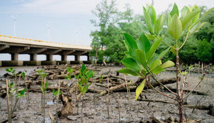 Green mangrove tree planting in mangrove forest. Mangrove ecosystem. Natural carbon sinks. Mangroves capture CO2 from the atmosphere. Blue carbon ecosystems. Mangroves absorb carbon dioxide emissions.