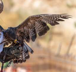 Eagle feeding over the falconers glove with blurred background