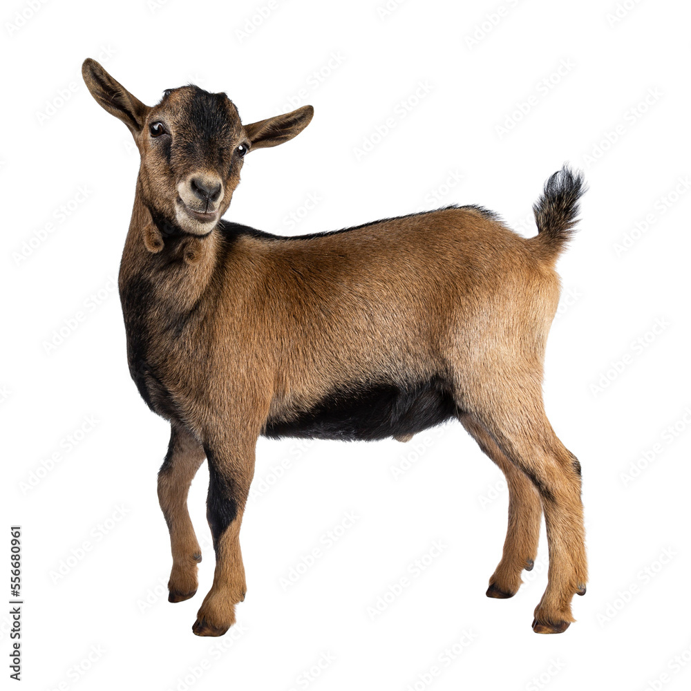 Poster brown agouti pygmy goat standing side ways with head turned and looking to camera, isolated on trans