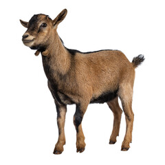 Brown agouti pygmy goat standing side way looking to camera, isolated on transparent background