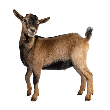 Brown agouti pygmy goat standing side ways with head turned and looking to camera, isolated on transparent background