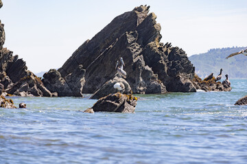 Fototapeta premium Pelicans at Isla Maiquillahue near Valdivia, Chile