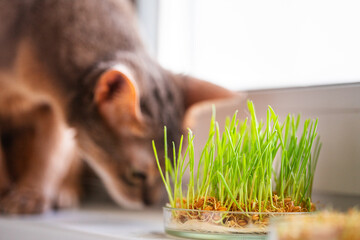 Abyssinian cat is sniffing something on the windowsill next to grass for the stomach health of pets. Conceptual photo of pet care and healthy diet for domestic cats. Cute adult Abyssinian blue cat