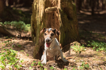 Cute Jack Russell Terrier hunting dog is looking out of a cave