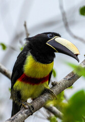 Araçari Amarelo, repousando.