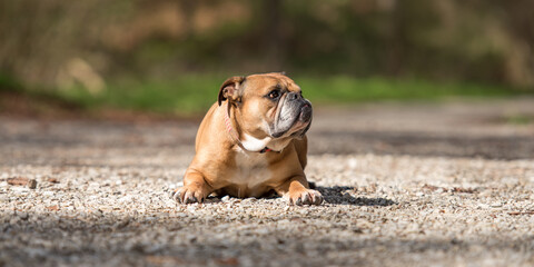 Cute Continental Bulldog dog is lying in the forest in front of blurred background