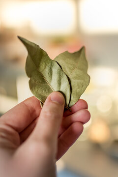 Hand holding dried bay leaves, laurus nobilis