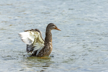 Wasservögel am Bodensee
