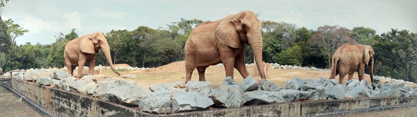 Naklejka premium Elephante - Elefante