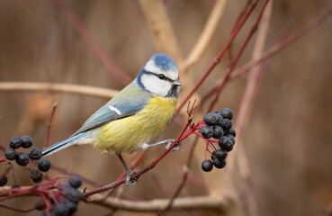 Eurasian blue tit, Cyanistes caeruleus. A bird sits on a bush branch near the berries