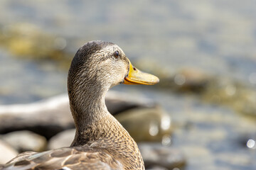 Wasservögel am Bodensee