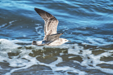 Brown seagull flies on the sea background