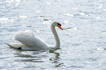 Fototapeta na wymiar Wasservögel am Bodensee