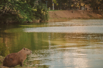 Capivara Pampulha - Belo Horizonte Brazil