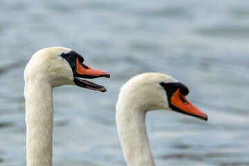 Wasservögel am Bodensee
