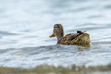 Wasservögel am Bodensee