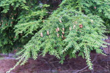 Tsuga heterophylla conifer or western hemlock tree closeup with hanging little cones