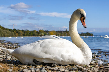 Wasservögel am Bodensee