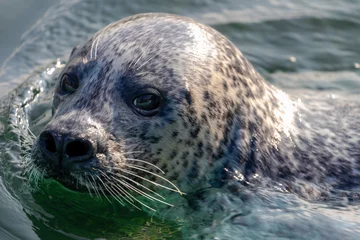 Outdoor-Kissen Seals in its natural habitat swimming in Dutch North Sea (Noordzee) The earless seals phocids or true seals are one of the three main groups of mammals within the seal lineage, Pinnipedia, Netherlands © Sarawut