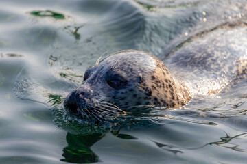 Seals in its natural habitat swimming in Dutch North Sea (Noordzee) The earless seals phocids or...