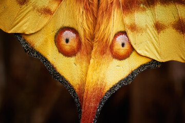Detail of yellow wings with eyes on a huge nocturnal moth from the wild, a yellow-red Comet moth,...