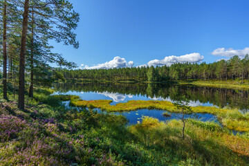 Beautiful lakeside view from a sunny pine forest in Sweden