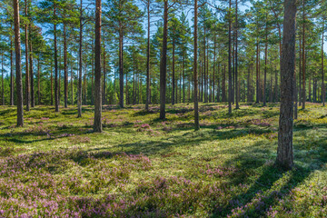 Sparse pine forest in a summer Sweden