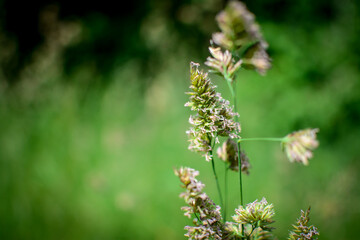 wisps in the meadow, close up blurry background