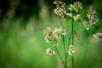 wisps in the meadow, close up blurry background