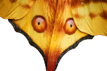 
Detail of red eyes pattern on a huge yellow wings of nocturnal moth from the wild, a yellow-red Comet moth, Argema mittrei, transparent background, Madagascar.