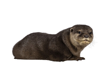 Cute young Asian small clawed otter aka Aonyx cinerea, standing side ways. Looking towards camera showing cute smile. isolated on a transparent background.
