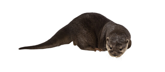 Cute young Asian small clawed otter aka Aonyx cinerea, standing side ways on edge. Looking down...