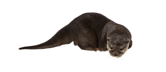 Cute young Asian small clawed otter aka Aonyx cinerea, standing side ways on edge. Looking down from edge towards camera. isolated on a transparent background.