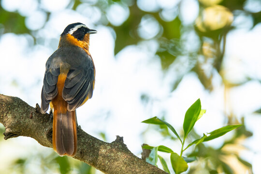 Cossypha heuglini bird on twig