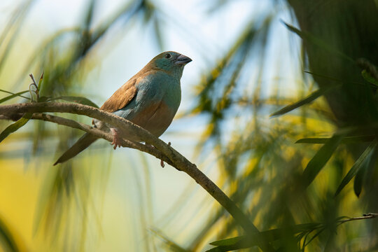 Red cheeked cordon bleu bird on twig