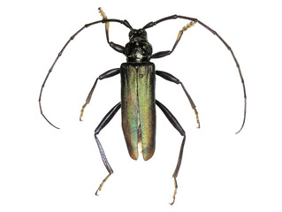 Musk beetle (Aromia moschata), a 50 years old specimen from beet