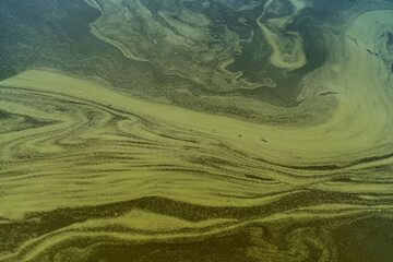 Abstract background of green water with duckweed