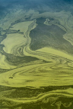 Abstract background of green water with duckweed