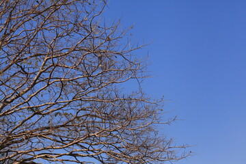 Fototapeta na wymiar Blue sky and dry tree