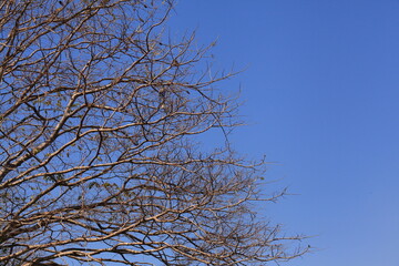 Obraz premium Blue sky and dry tree