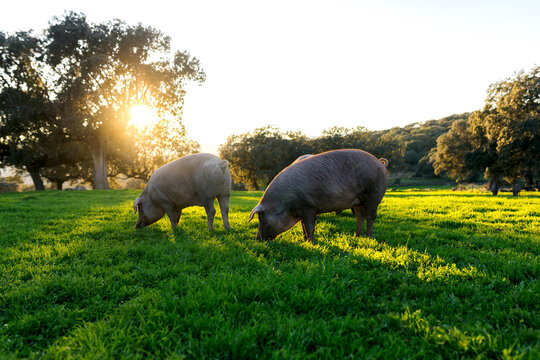 Iberian pigs grazing in field during sunset