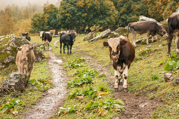 Herd of cows on a green summer pasture in mountains in rainy weather
