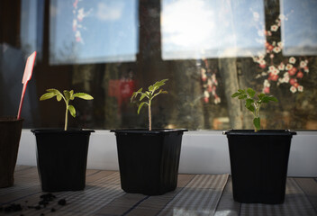 seeding plants in the pots on the window in spring