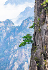 Pine trees in Huangshan Natural Scenic Area, Anhui province