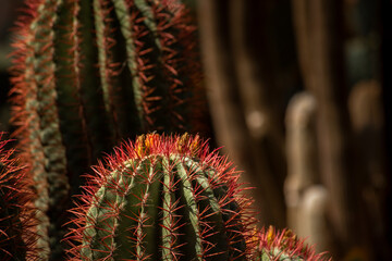 Cactus detail in a garden