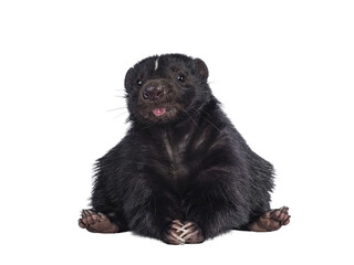 Funny shot of Cute classic black with white stripe young skunk aka Mephitis mephitis, sitting on its ass. Looking straight at lense while sticking out tongue. Isolated cutout on transparent background